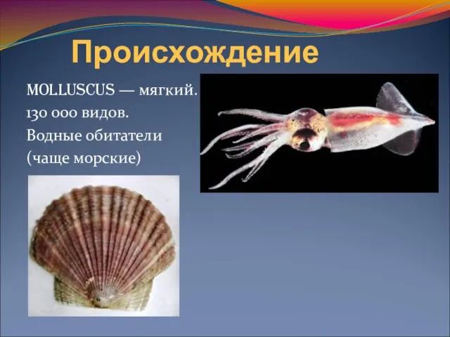 Происхождение MOLLUSCUS — мягкий. 130 000 видов. Водные обитатели (чаще морские)