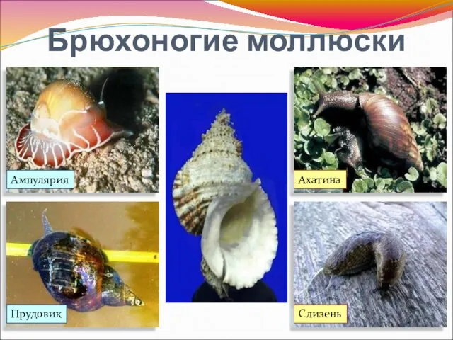 Брюхоногие моллюски