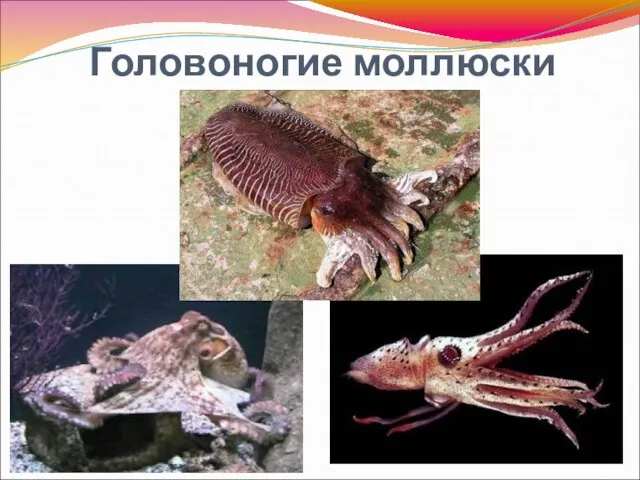 Головоногие моллюски
