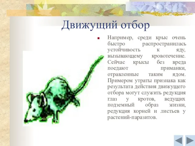 Движущий отбор Например, среди крыс очень быстро распространилась устойчивость к яду, вызывающему