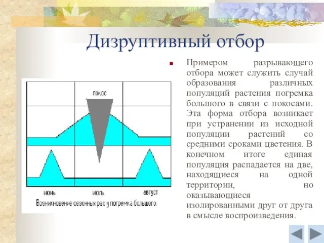 Дизруптивный отбор Примером разрывающего отбора может служить случай образования различных популяций растения