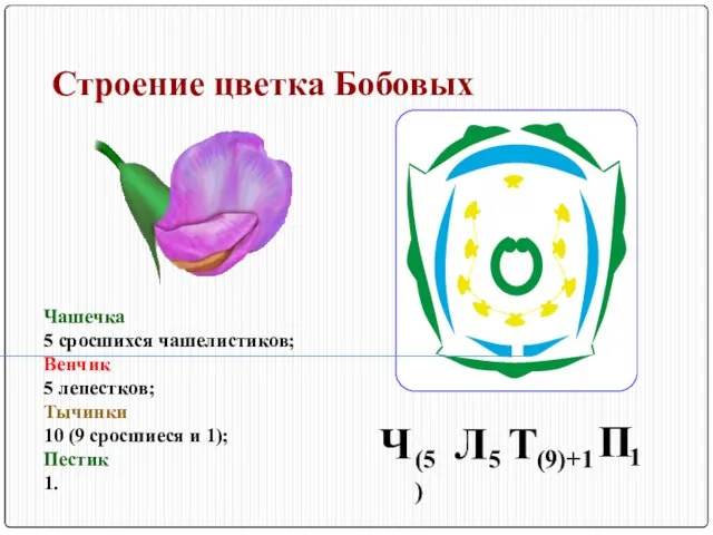 Строение цветка Бобовых Чашечка 5 сросшихся чашелистиков; Венчик 5 лепестков; Тычинки 10