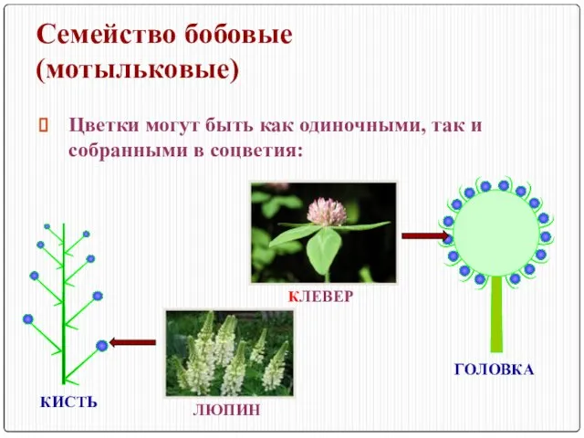 Семейство бобовые (мотыльковые) Цветки могут быть как одиночными, так и собранными в соцветия: