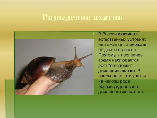 Разведение ахатин В России ахатина в естественных условиях не выживает, а держать
