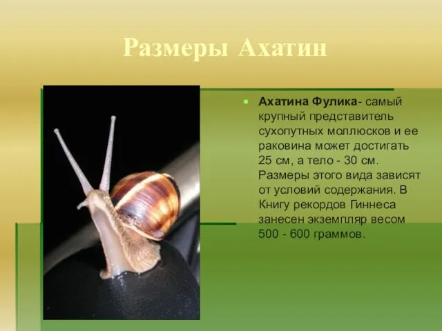 Размеры Ахатин Ахатина Фулика- самый крупный представитель сухопутных моллюсков и ее раковина