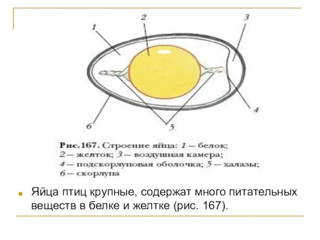 Яйца птиц крупные, содержат много питательных веществ в белке и желтке (рис. 167).