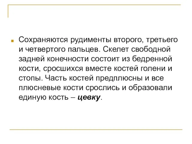 Сохраняются рудименты второго, третьего и четвертого пальцев. Скелет свободной задней конечности состоит