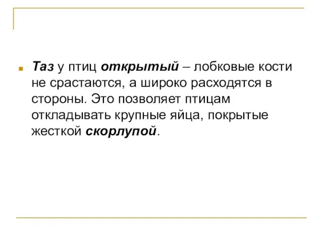 Таз у птиц открытый – лобковые кости не срастаются, а широко расходятся