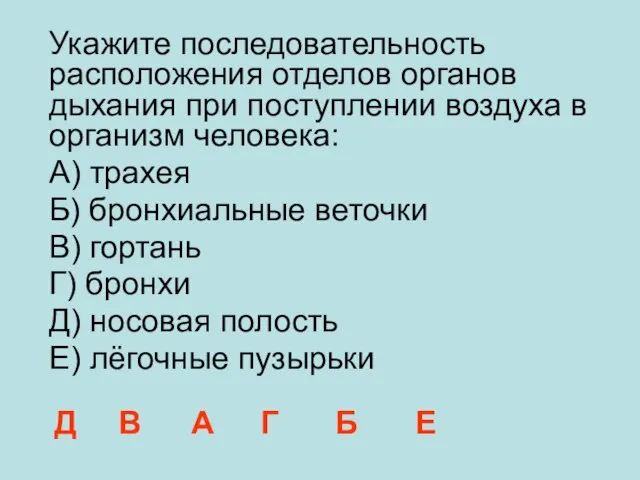 Укажите последовательность расположения отделов органов дыхания при поступлении воздуха в организм человека: