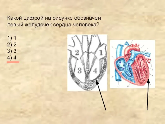 Какой цифрой на рисунке обозначен левый желудочек сердца человека? 1) 1 2)