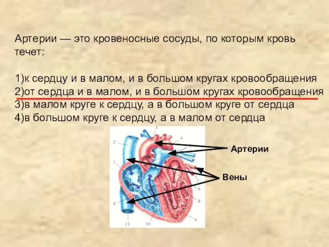 Артерии — это кровеносные сосуды, по которым кровь течет: 1)к сердцу и
