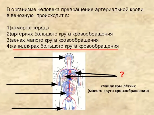 В организме человека превращение артериальной крови в венозную происходит в: 1)камерах сердца