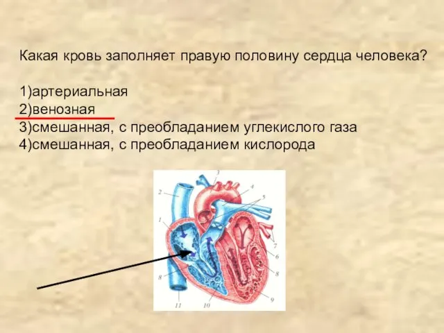 Какая кровь заполняет правую половину сердца человека? 1)артериальная 2)венозная 3)смешанная, с преобладанием