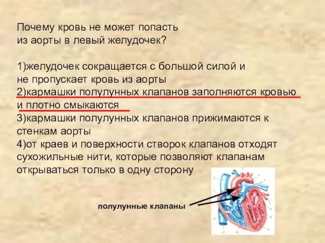 Почему кровь не может попасть из аорты в левый желудочек? 1)желудочек сокращается