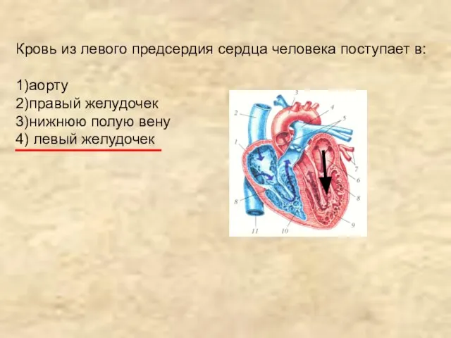 Кровь из левого предсердия сердца человека поступает в: 1)аорту 2)правый желудочек 3)нижнюю