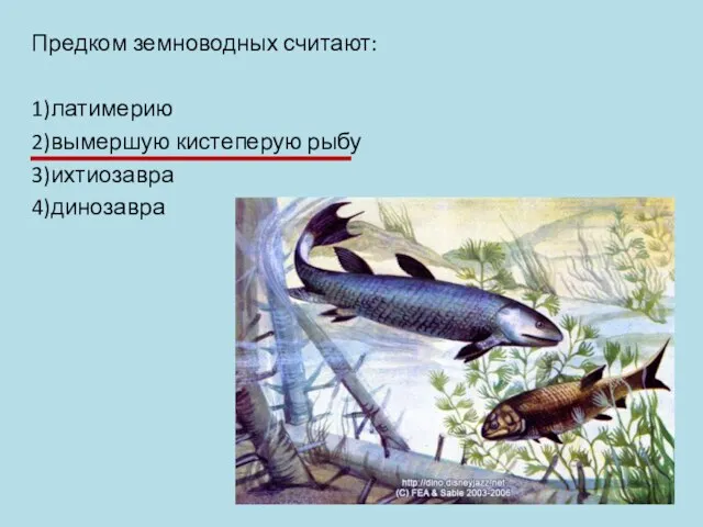 Предком земноводных считают: 1)латимерию 2)вымершую кистеперую рыбу 3)ихтиозавра 4)динозавра