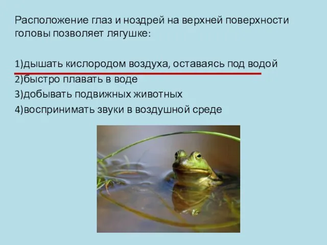 Расположение глаз и ноздрей на верхней поверхности головы позволяет лягушке: 1)дышать кислородом