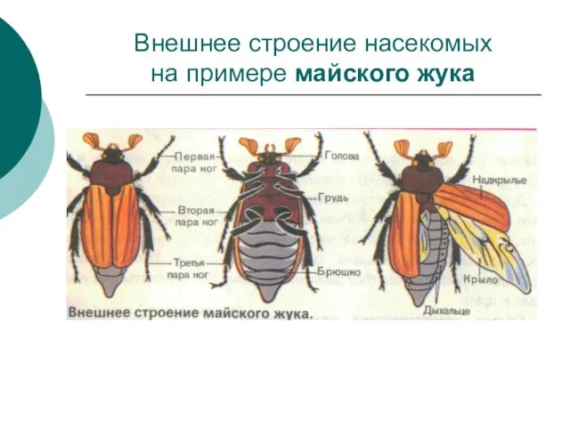 Внешнее строение насекомых на примере майского жука