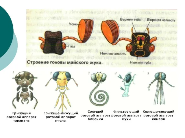 Грызущий ротовой аппарат таракана Грызуще-лижущий ротовой аппарат пчелы Сосущий ротовой аппарат бабочки