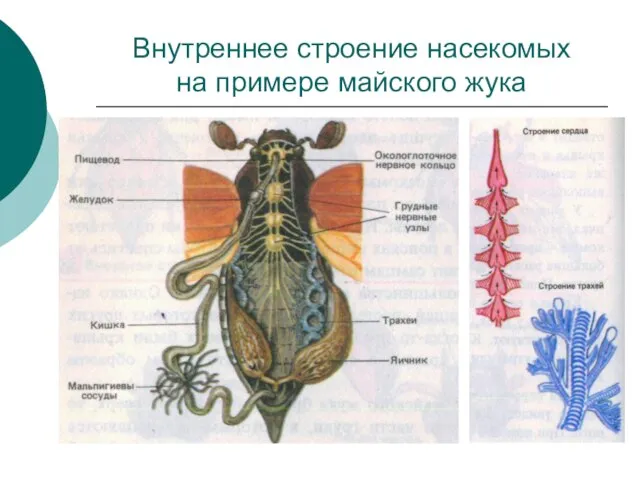 Внутреннее строение насекомых на примере майского жука