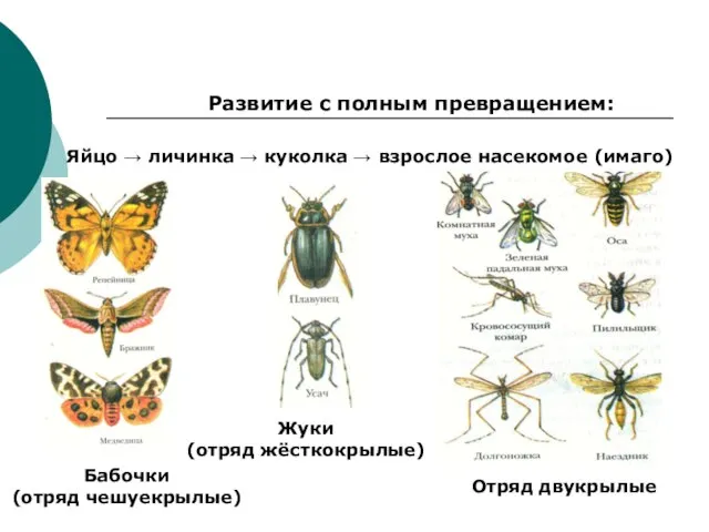 Развитие с полным превращением: Яйцо → личинка → куколка → взрослое насекомое
