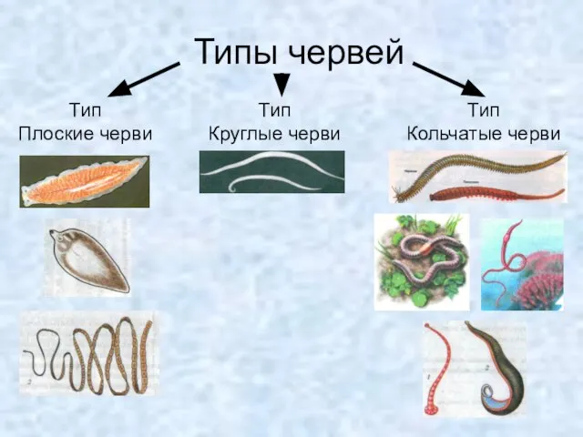 Типы червей Тип Плоские черви Тип Круглые черви Тип Кольчатые черви