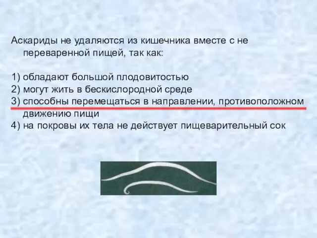 Аскариды не удаляются из кишечника вместе с не переваренной пищей, так как: