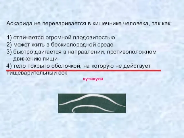 Аскарида не переваривается в кишечнике человека, так как: 1) отличается огромной плодовитостью