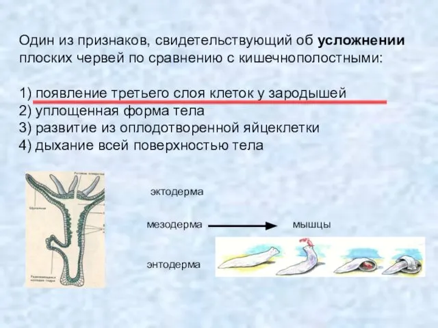 Один из признаков, свидетельствующий об усложнении плоских червей по сравнению с кишечнополостными: