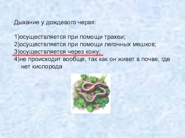 Дыхание у дождевого червя: 1)осуществляется при помощи трахеи; 2)осуществляется при помощи легочных