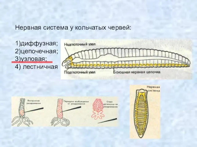 Нервная система у кольчатых червей: 1)диффузная; 2)цепочечная; 3)узловая; 4) лестничная