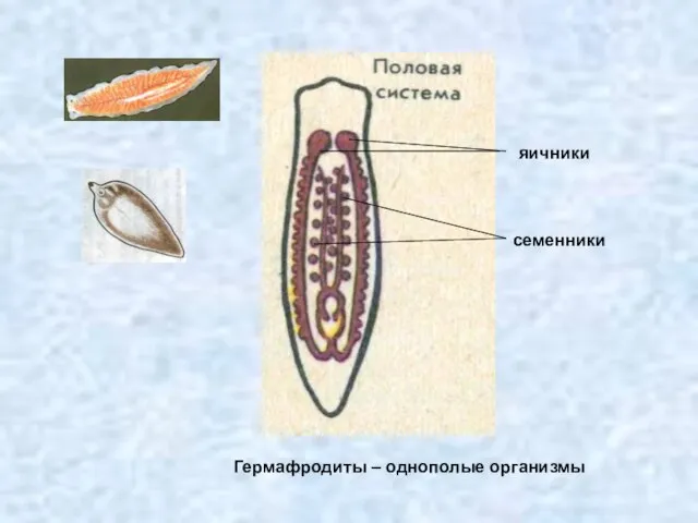 Гермафродиты – однополые организмы яичники семенники