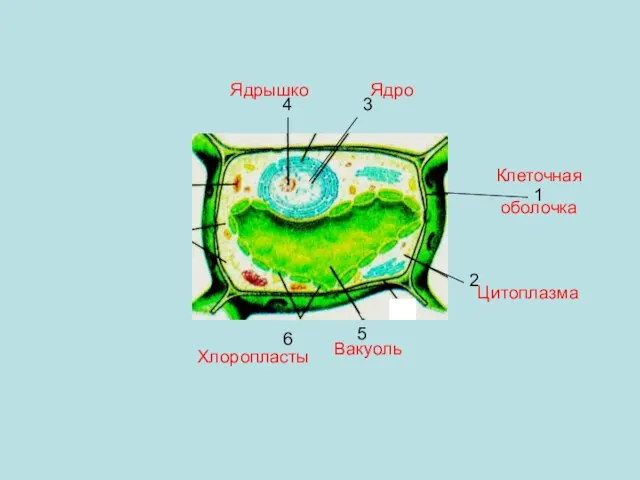Клеточная оболочка 1 2 Цитоплазма 3 Ядро 4 Ядрышко 5 Вакуоль 6 Хлоропласты