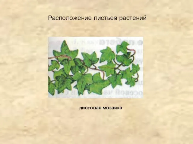 Расположение листьев растений листовая мозаика