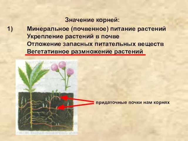Значение корней: Минеральное (почвенное) питание растений Укрепление растений в почве Отложение запасных