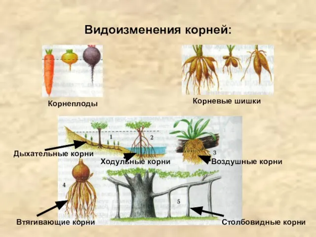 Видоизменения корней: Корнеплоды Корневые шишки Дыхательные корни Ходульные корни Воздушные корни Втягивающие корни Столбовидные корни