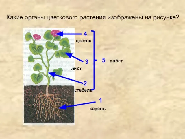 Какие органы цветкового растения изображены на рисунке? 1 2 3 4 5