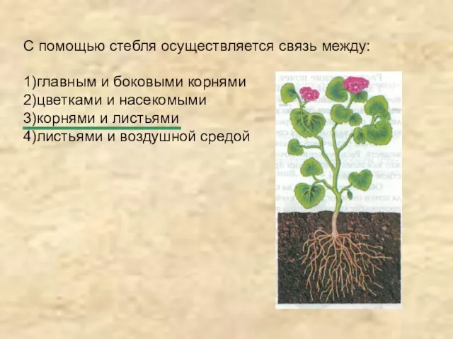 С помощью стебля осуществляется связь между: 1)главным и боковыми корнями 2)цветками и