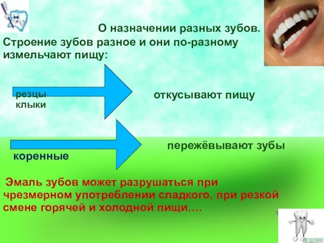 О назначении разных зубов. Строение зубов разное и они по-разному измельчают пищу: