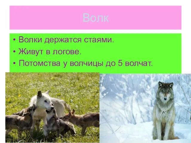 Волк Волки держатся стаями. Живут в логове. Потомства у волчицы до 5 волчат.