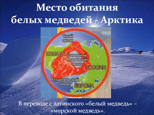 Место обитания белых медведей - Арктика В переводе с латинского «белый медведь» – «морской медведь».