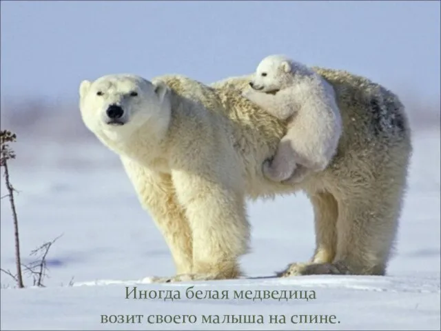 Иногда белая медведица возит своего малыша на спине.