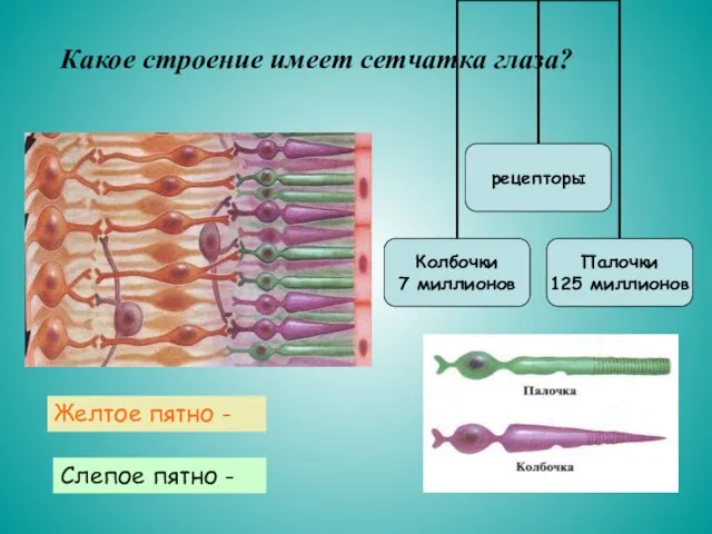 Какое строение имеет сетчатка глаза? Желтое пятно - Слепое пятно -