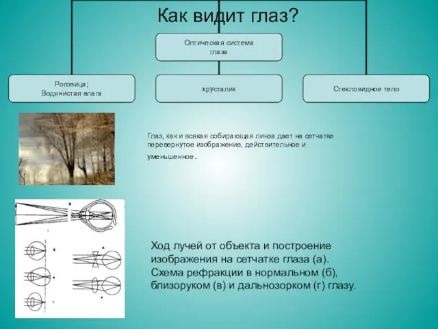 Как видит глаз? Ход лучей от объекта и построение изображения на сетчатке