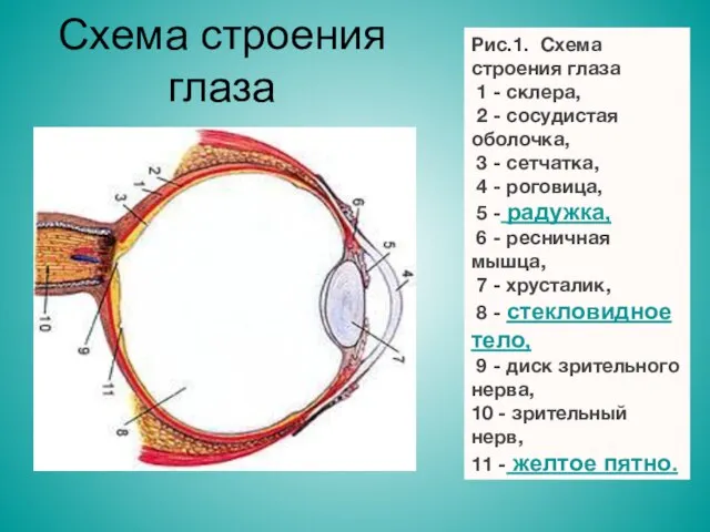 Схема строения глаза