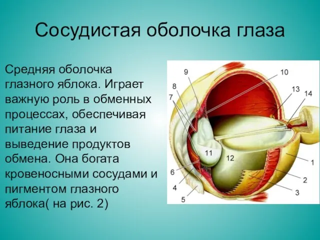 Сосудистая оболочка глаза Средняя оболочка глазного яблока. Играет важную роль в обменных