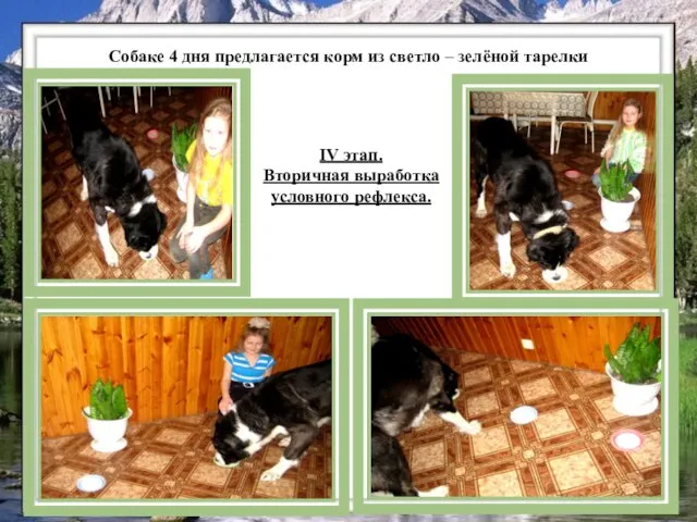Собаке 4 дня предлагается корм из светло – зелёной тарелки IV этап. Вторичная выработка условного рефлекса.