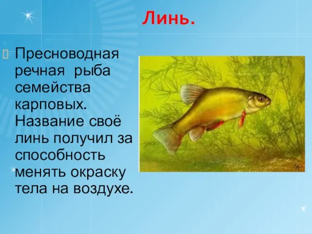 Линь. Пресноводная речная рыба семейства карповых. Название своё линь получил за способность