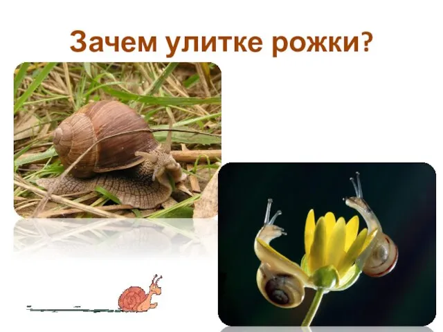 Зачем улитке рожки?