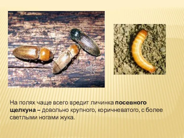 На полях чаще всего вредит личинка посевного щелкуна – довольно крупного, коричневатого,